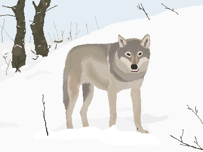 Wolf in a snowy forest